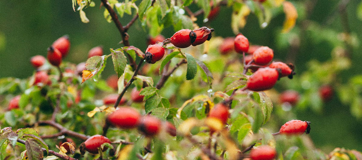 Hagebutten - Kräuter-Herz Achensee - Rezepte - Hagebuttenoxymel