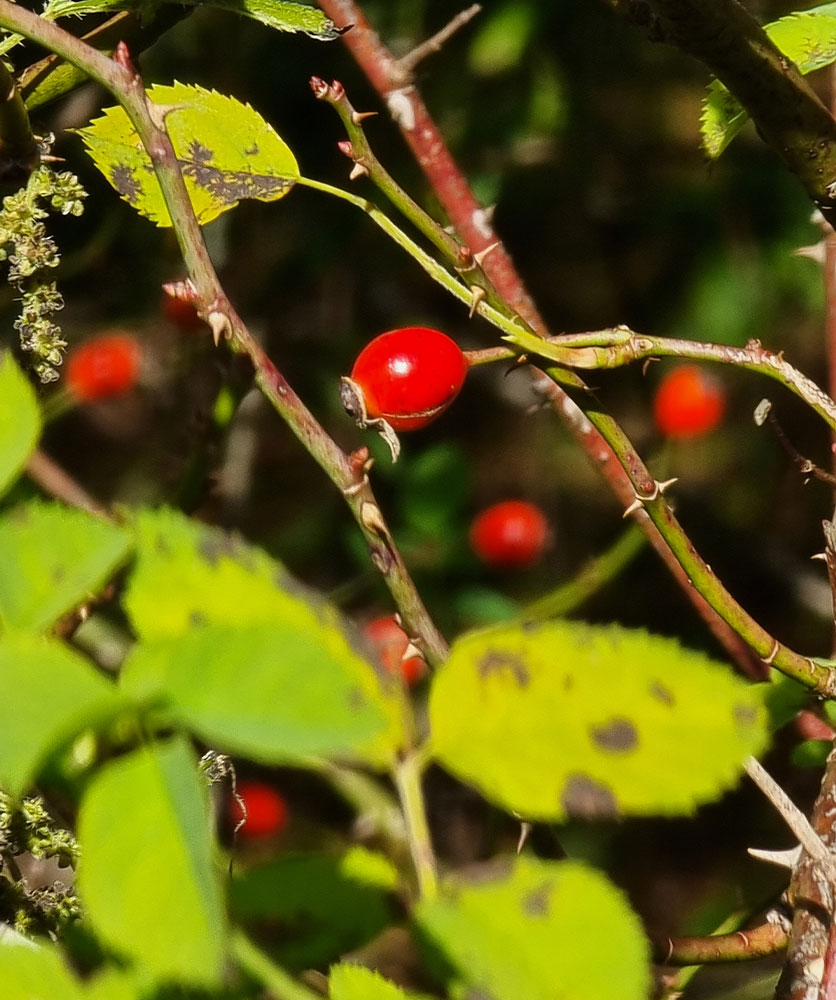 Hagebutten - Kräuter-Herz Achensee - Rezepte - Hagebuttenoxymel