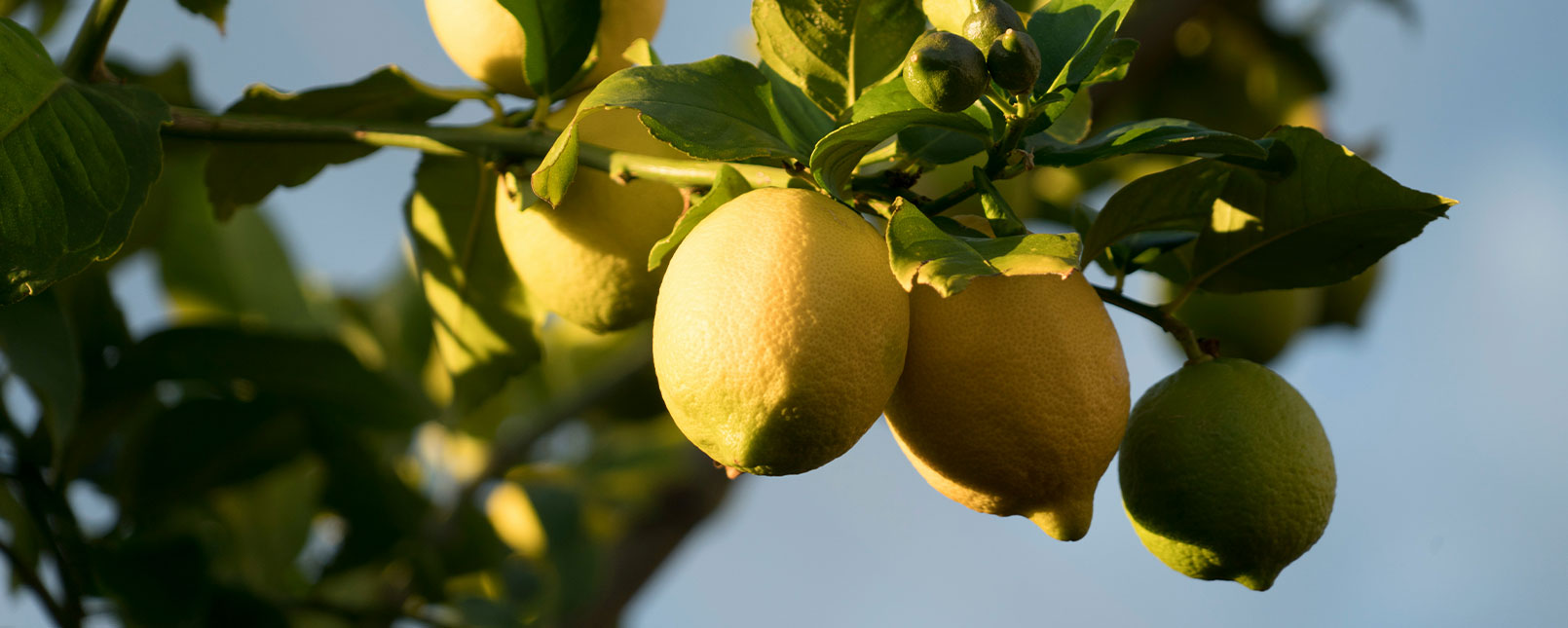 Ätherisches Zitronenöl - Kräuter-Herz Achensee, Angelina Kronberger