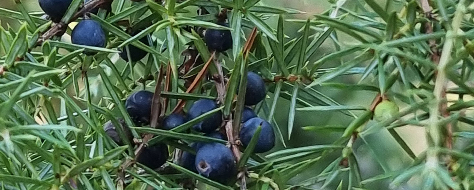 Wacholder - Kräuter-Herz Achensee, Angelina Kronberger