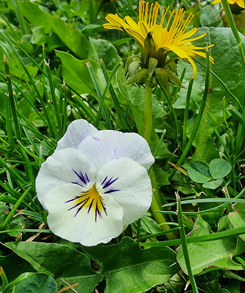 Ackerstiefmütterchen