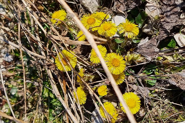 Huflattich - Kräuter-Herz Achensee, Angelina Kronberger