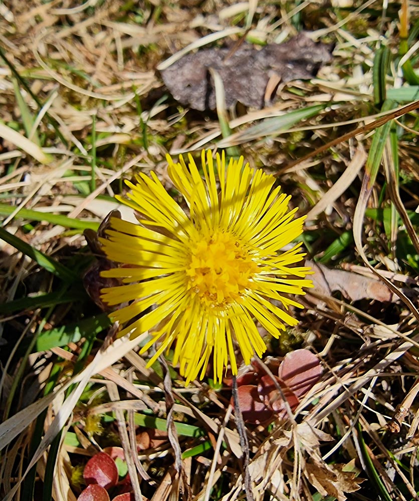 Huflattich - Kräuter-Herz Achensee, Angelina Kronberger