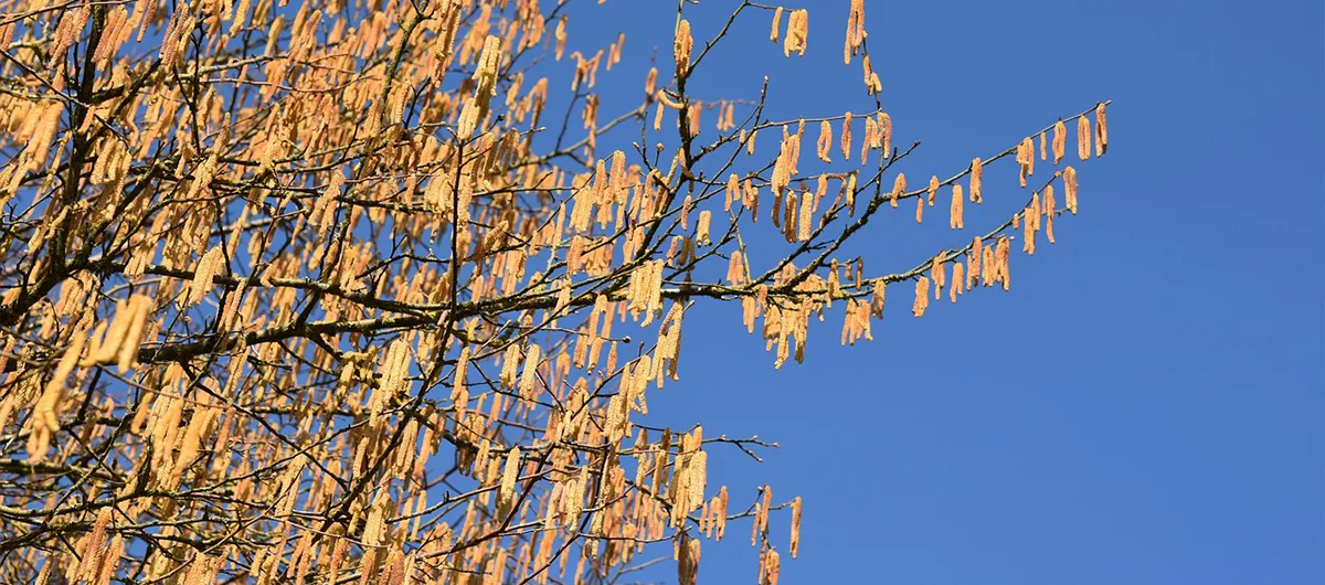 Banner - Die Hasel – Heilpflanze des Frühlings