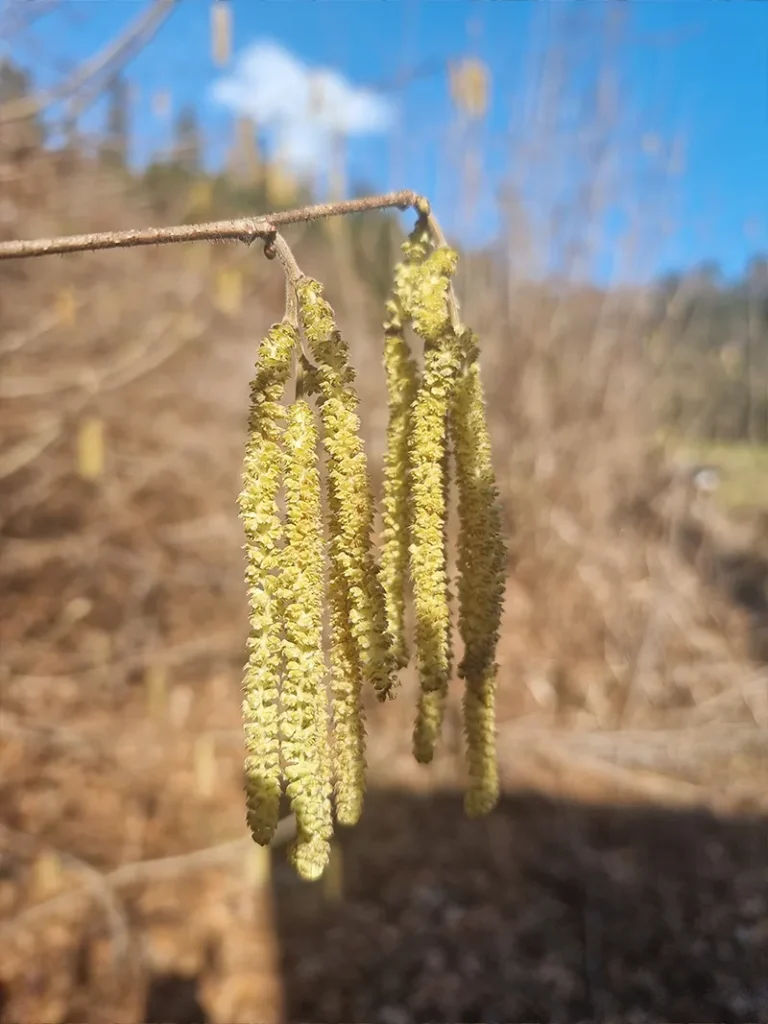 Die Hasel – Heilpflanze des Frühlings