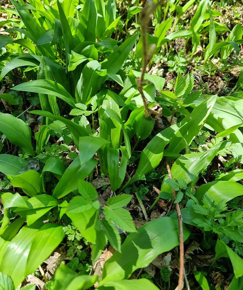 Bärlauch im Wald