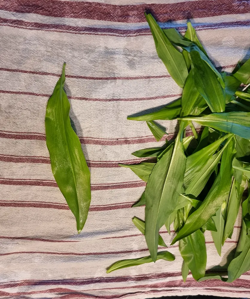Bärlauchpesto - Bärlauch waschen