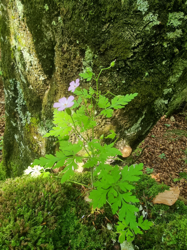 Stinkender Storchschnabel