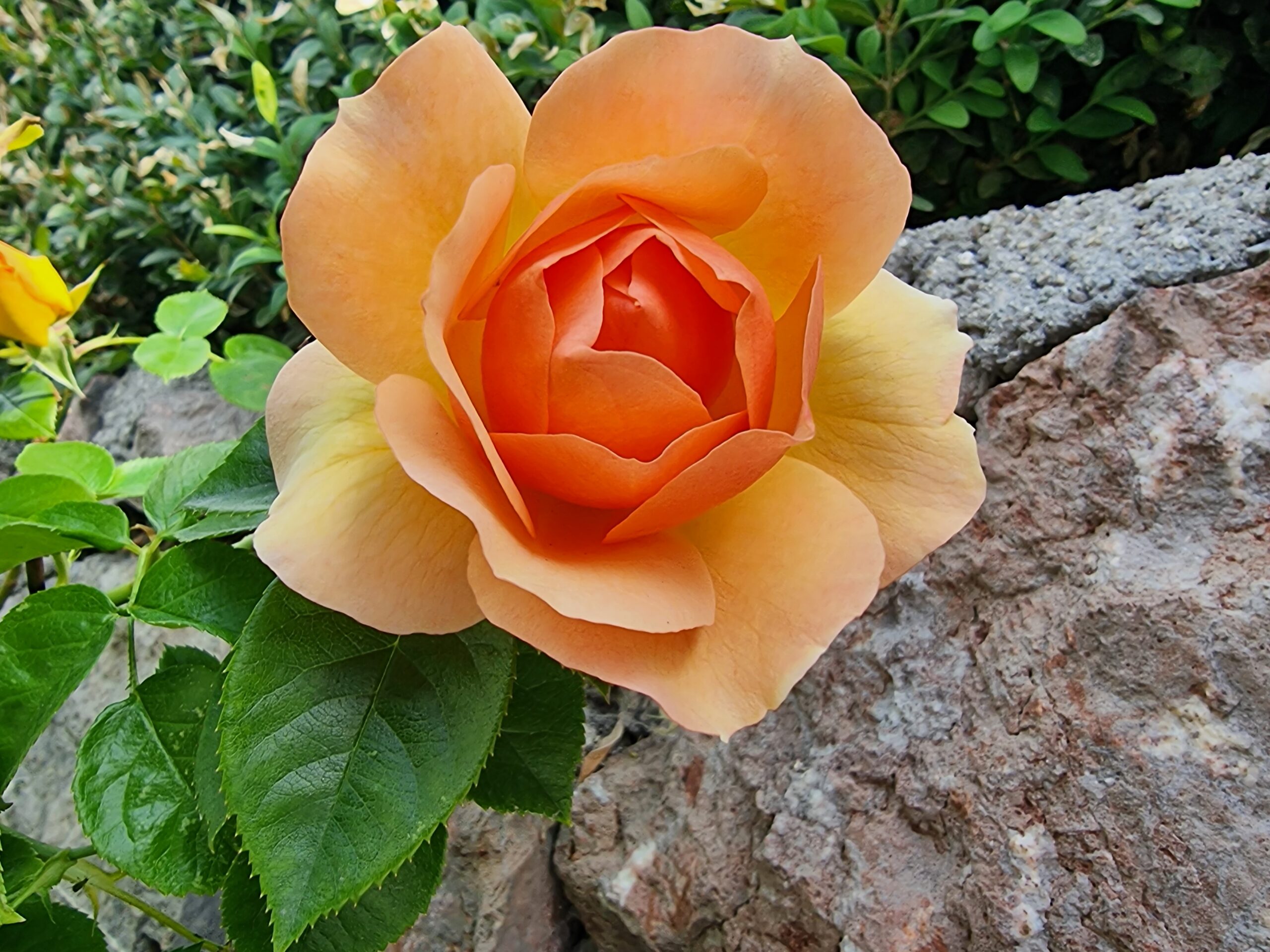 Rosa