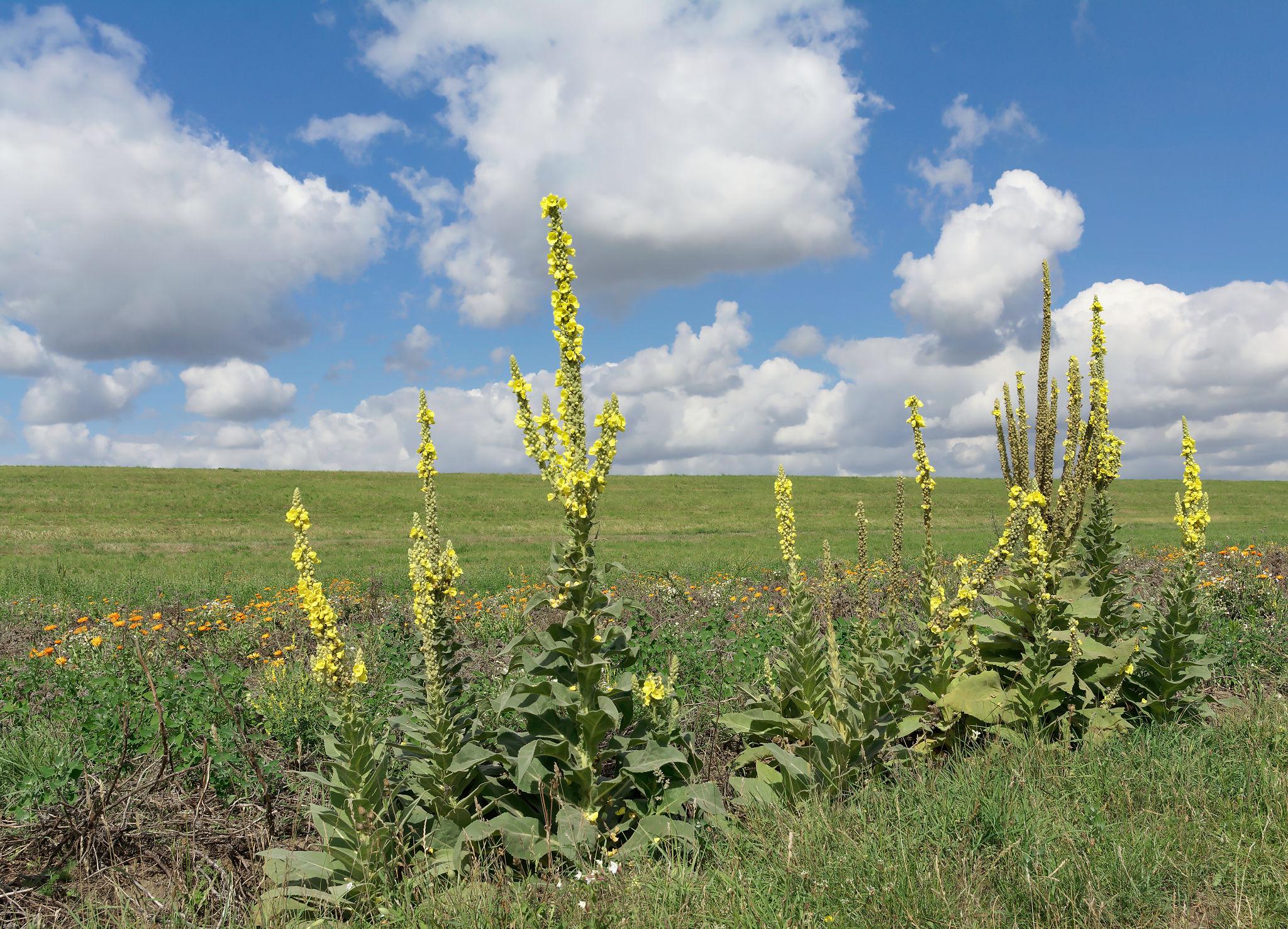 Großblütige Königskerze (Verbascum densiflorum)