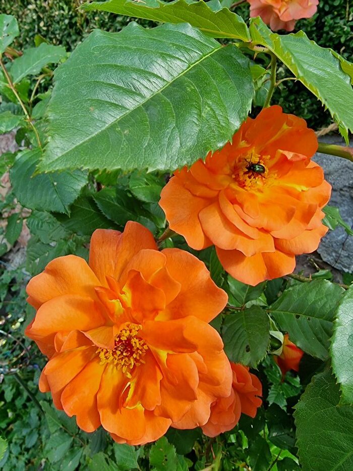 Rose
