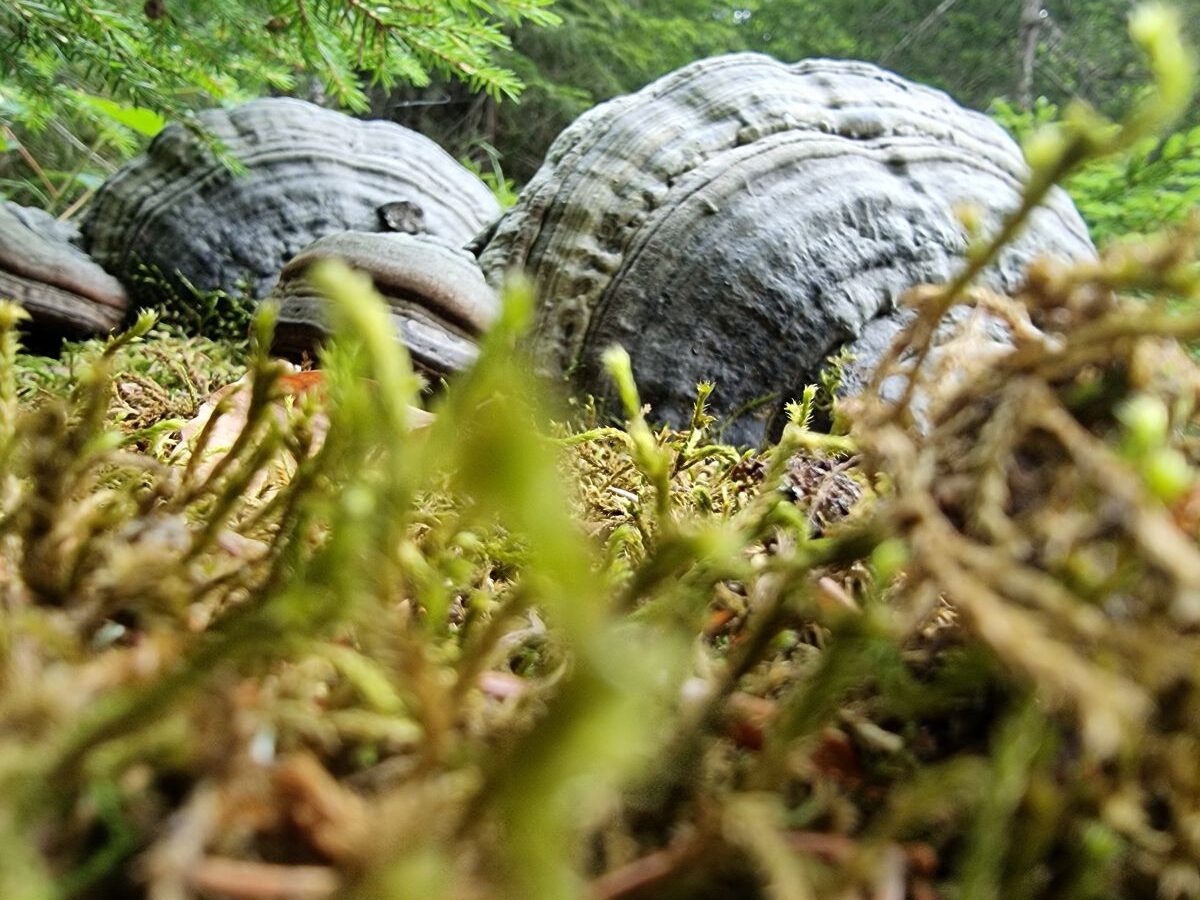Flachen Lackporling (Ganoderma applanatum)