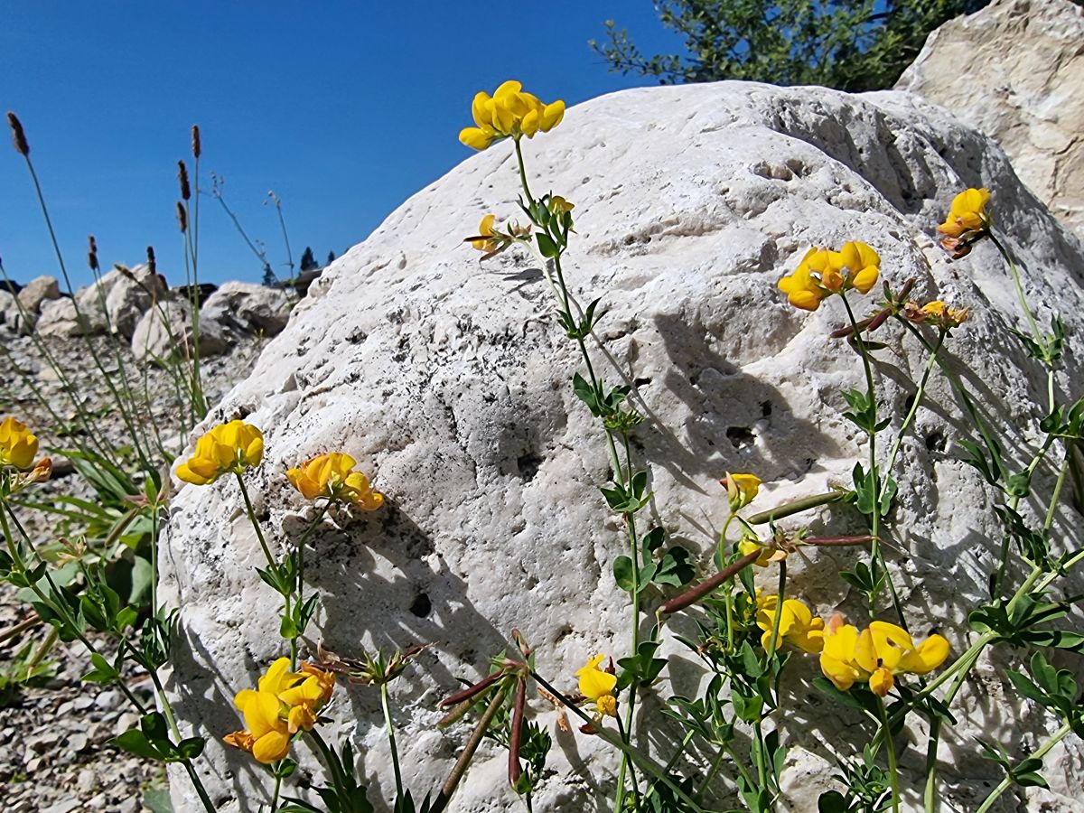 Hornklee - Lotus corniculatus