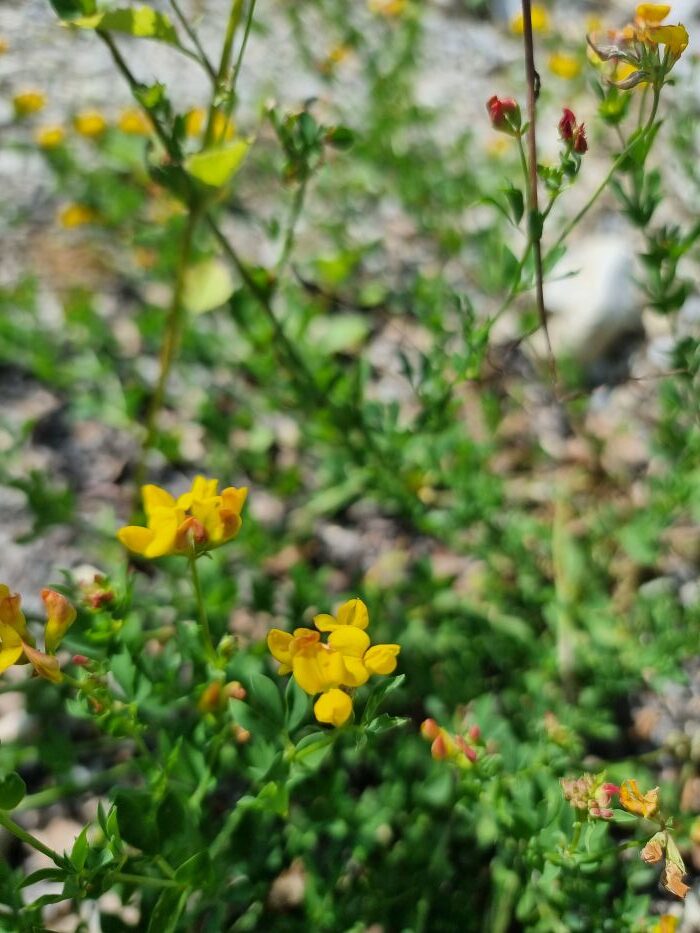 Hornklee (Lotus corniculatus)