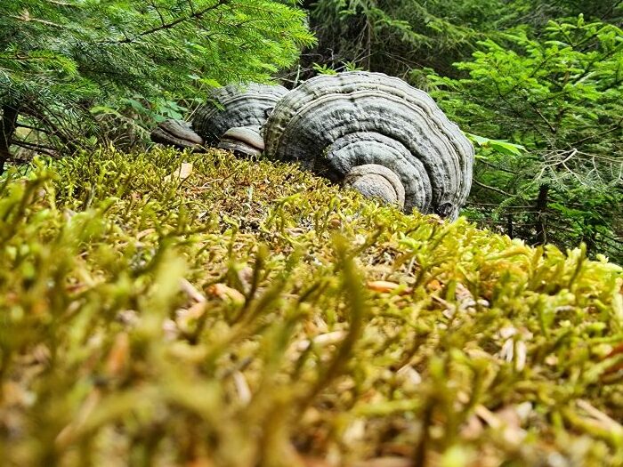 Flachen Lackporling (Ganoderma applanatum)