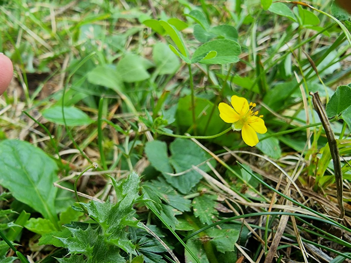 Blutwurz – Potentilla erecta